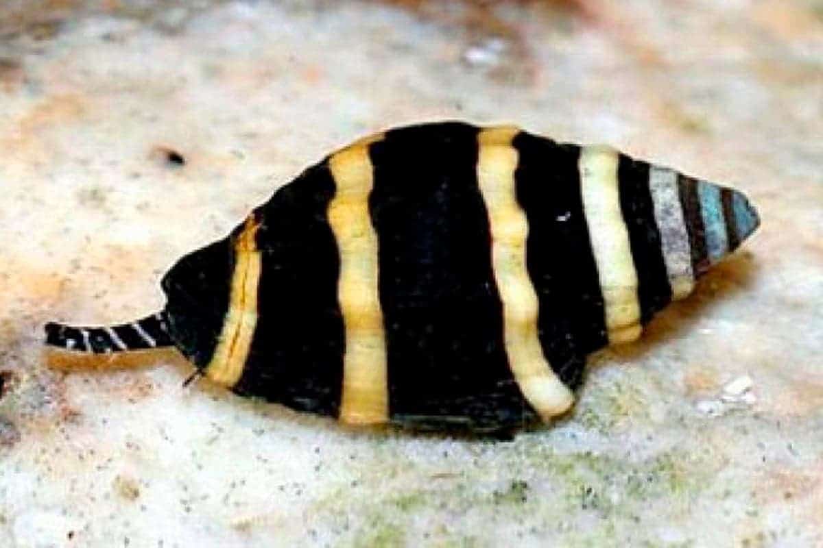Bumble Bee Snail (Engina sp.)