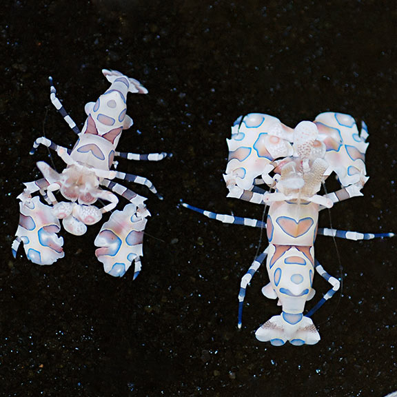 Harlequin Shrimp (Hymenocera elegans)