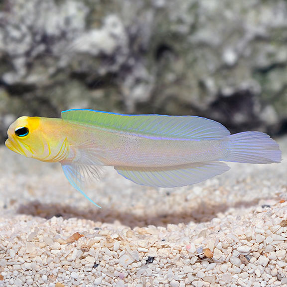 Pearly Jawfish Yellowhead (Opistognathus aurifrons)