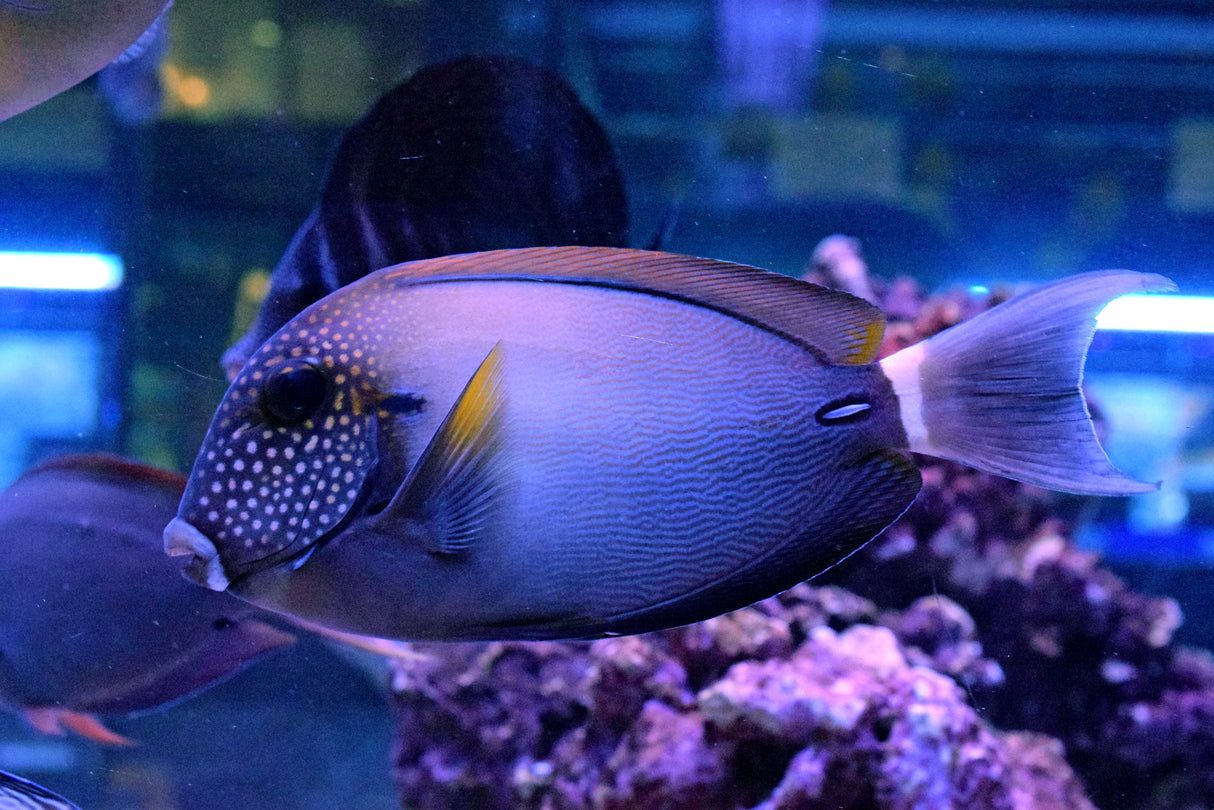 Maculiceps Tang - Acanthurus maculiceps