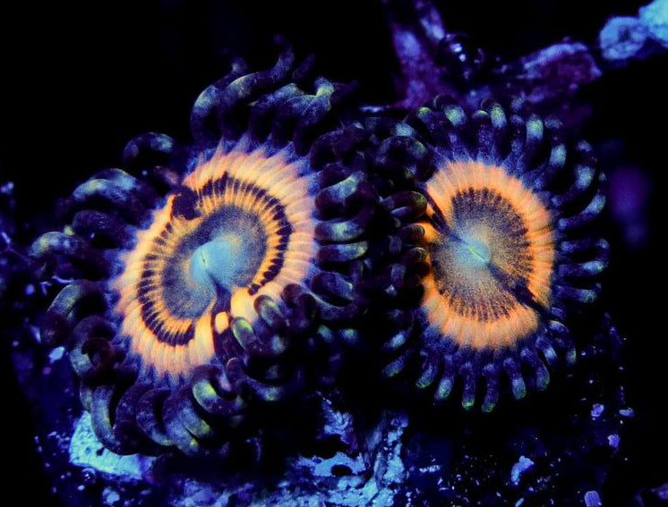 Petroglyph Zoanthids Zoanthus sp. Cincinnati Coral and Aquarium