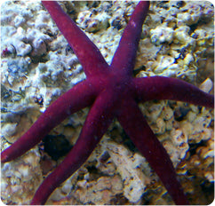 Linckia Sea Star - (Linckia teres) (Linckia laevigata) (Echinaster sp.)