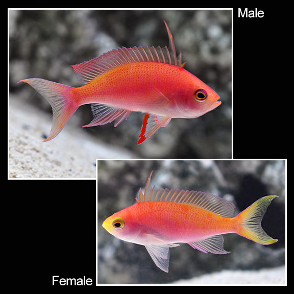 Randall's Anthias (Pseudanthias randalli)