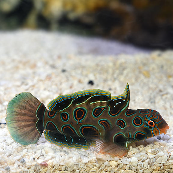 Spotted Mandarin (Target) (Synchiropus picturatus)
