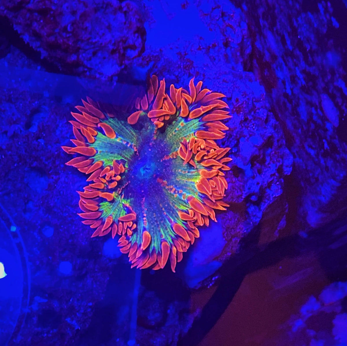 Ultra Rock Flower Exotic Anemones! Fishes ☆USA☆ Ultra Flower