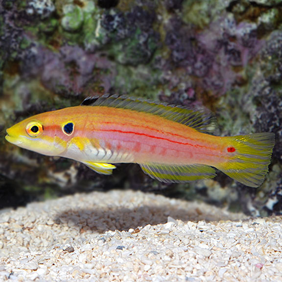 Yellow (Twinspot) Candy Hogfish (Bodianus bimaculatus)