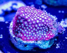 Cotton Candy Stylocoenilla - Stylocoenilla Sp.