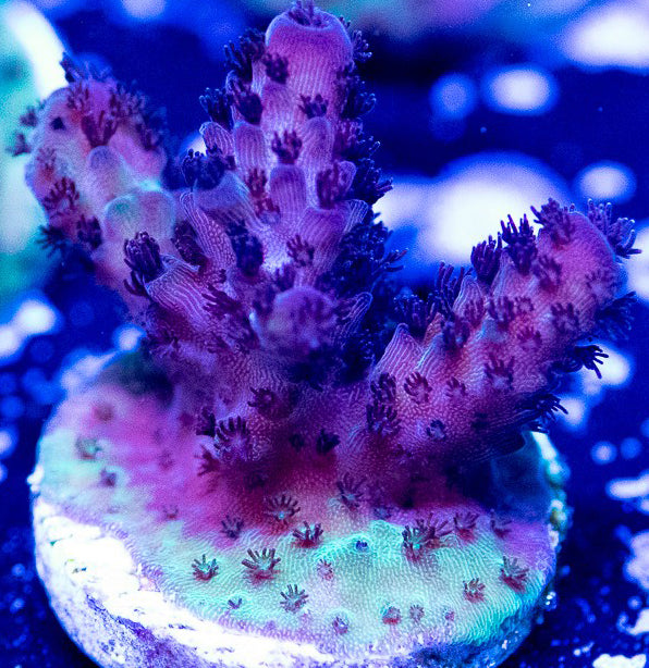 Dark Matter - Acropora Sp.