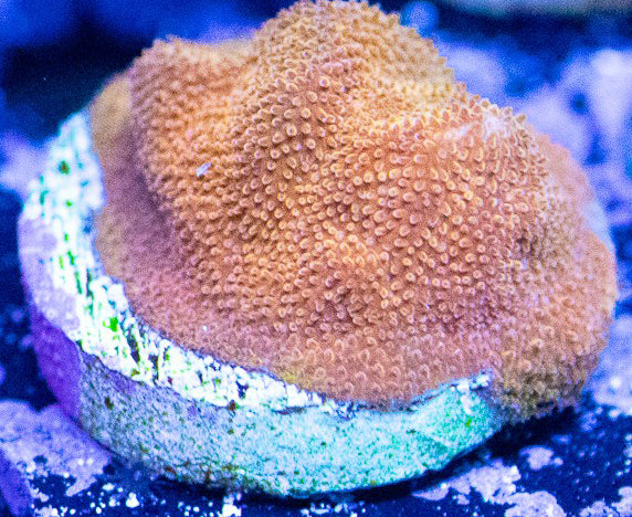 Gold Member Psammacora - Psammacora Sp.