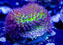 Green Goblin Stylocoenilla - Stylocoenilla Sp.