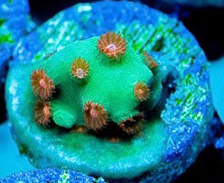 Jingle Bells Chyphastrea - Chyphastrea Sp.