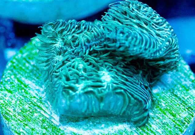 Perry's Fuzzy Pavona - Pavona Sp.