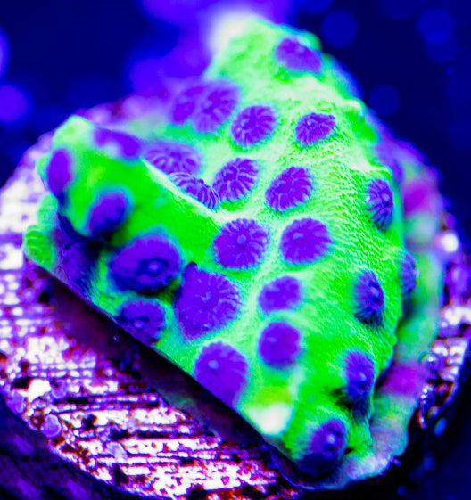 PPE Chyphastrea - Chyphastrea Sp.