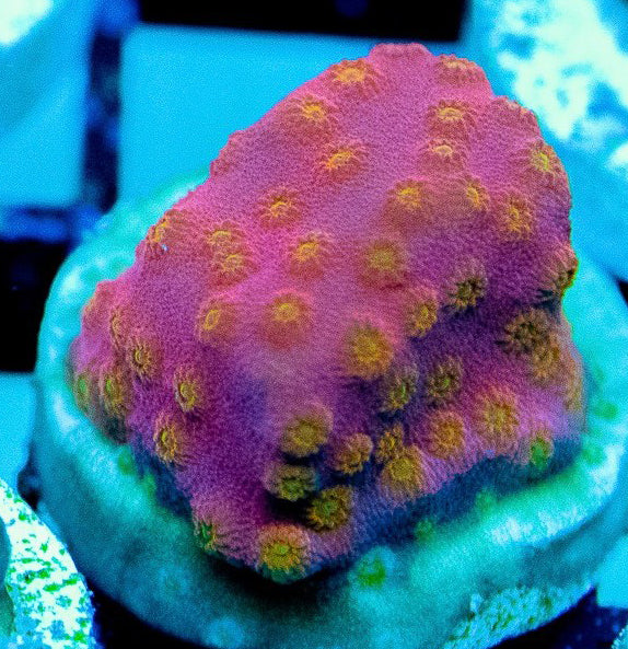 Sunrise Chyphastrea - Chyphastrea Sp.