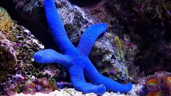 Linckia Sea Star - (Linckia teres) (Linckia laevigata) (Echinaster sp.)