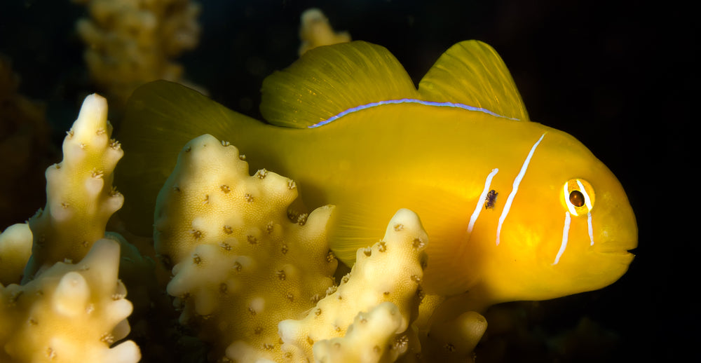 Clown Goby, Citrinis (Gobiodon citrinus)