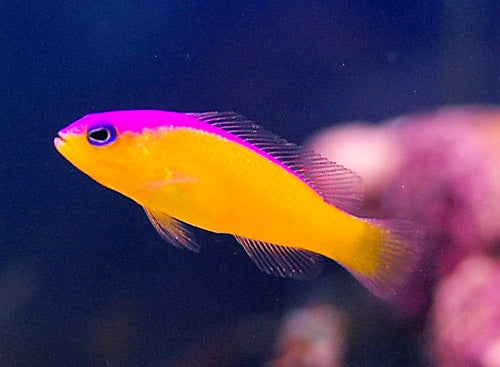 Purple Stripe (Diadema) Dottyback (Pseudochromis diadema)
