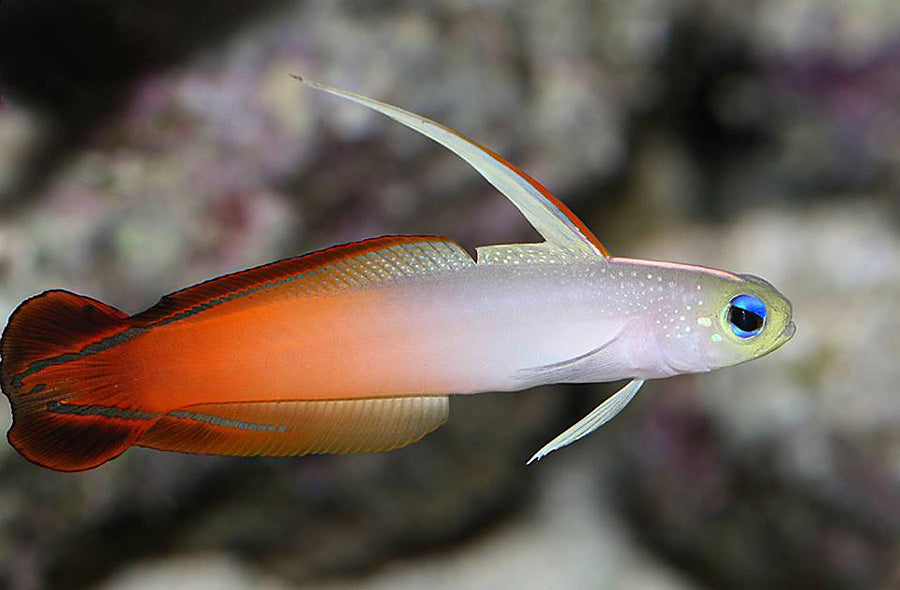 Firefish (Nemateleotris magnifica)