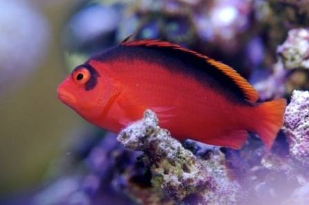 Flame Hawkfish (Neocirrhites armatus)
