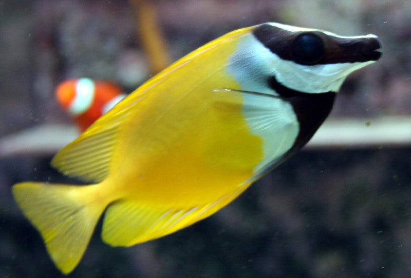 Foxface (No Spot) Lo (Siganus vulpinus)