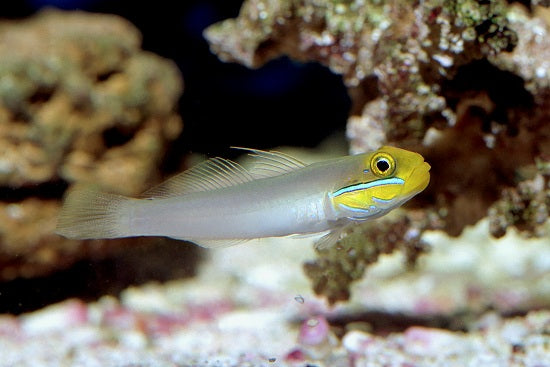 Sleeper Gold Head Goby (Valenciennea strigata)