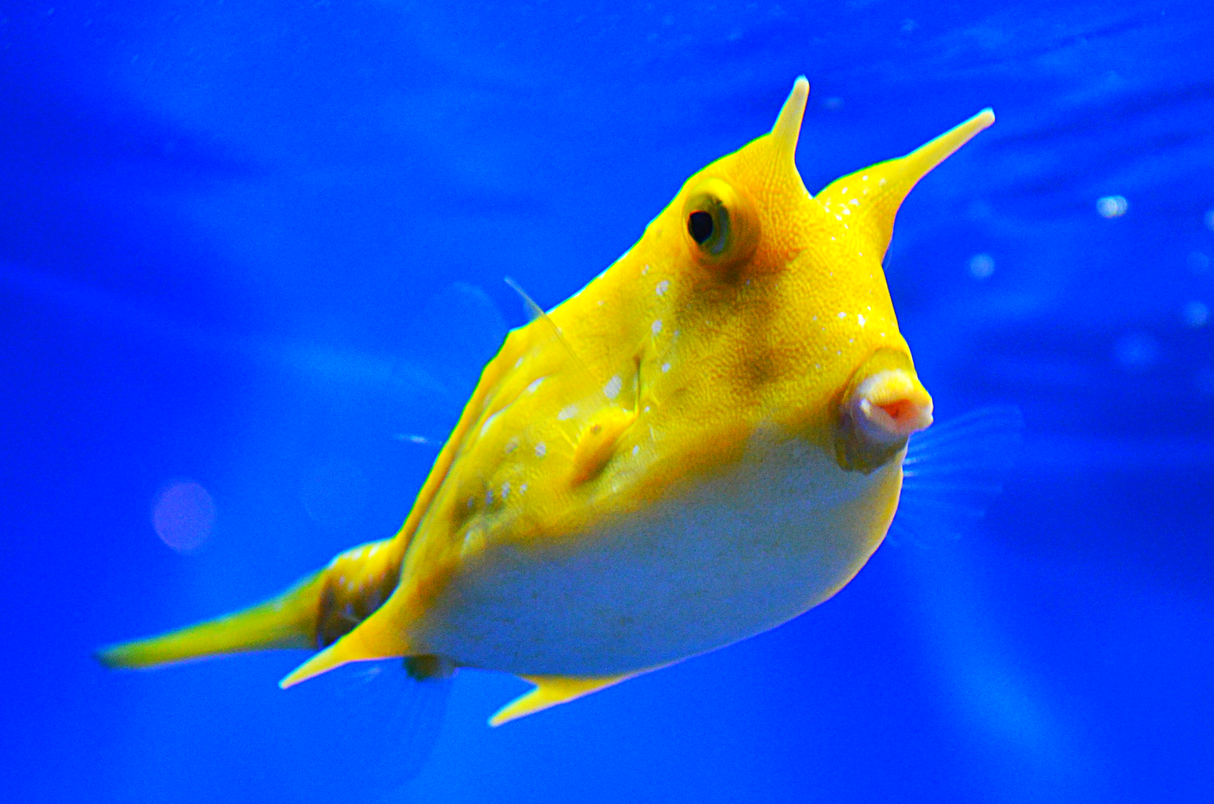 Longhorn (Long Horned) Cowfish (Lactoria cornuta)