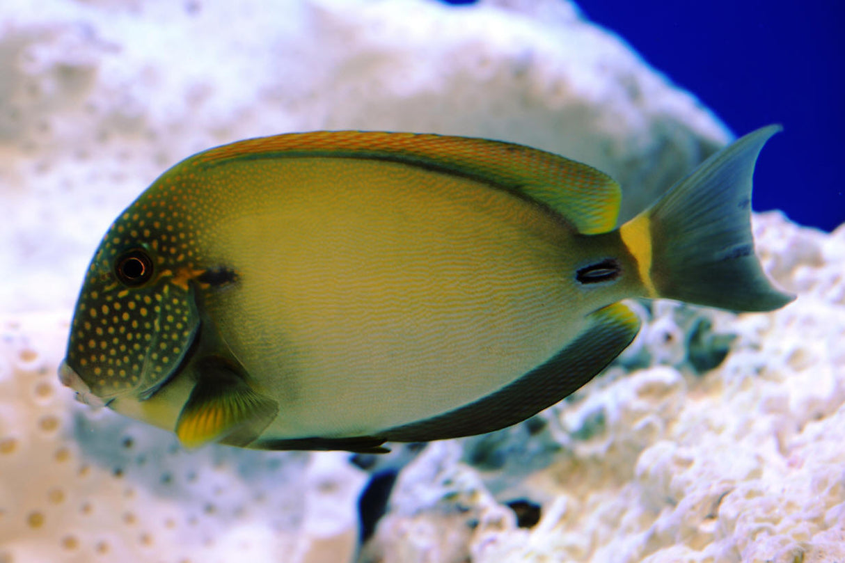 Maculiceps Tang - Acanthurus maculiceps
