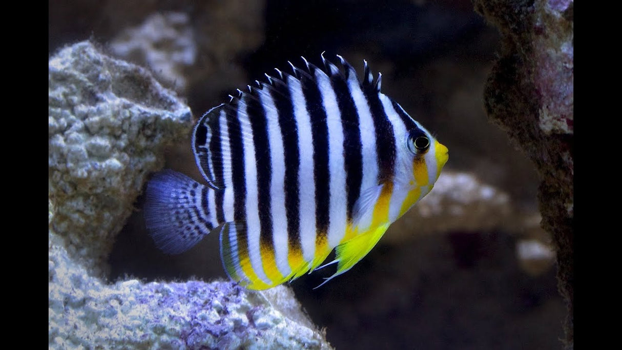 Multi-barred Angelfish (Paracentropyge multifasciata)