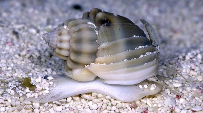 Nassarius Snail (Nassarius sp.)