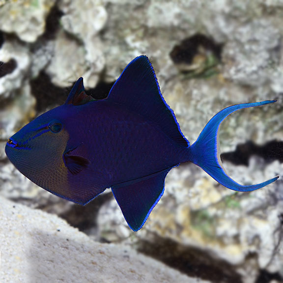 Niger Triggerfish Red Toothed (Odonus niger)