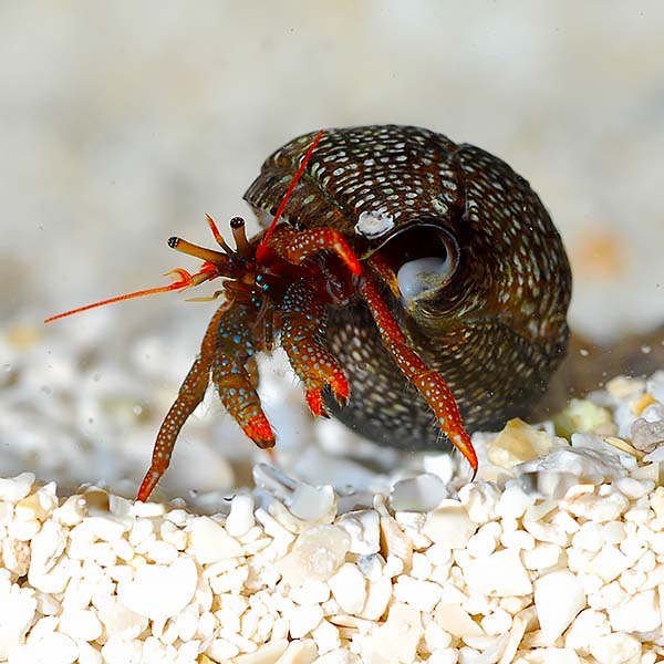 Reg leg Reef Hermit Pacific (Paguristes sp.)