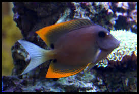 Bristletooth (Flame Fin) Tomini Tang (Ctenochaetus tominiensis)