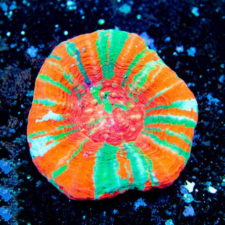 Ultra Master Aussie Scolymia Coral #172 - Homophyllia australis