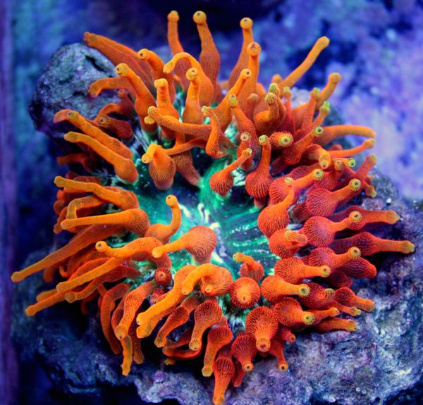 Anemones – Cincinnati Coral and Aquarium
