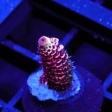 Crimson Tiger Premium Acropora