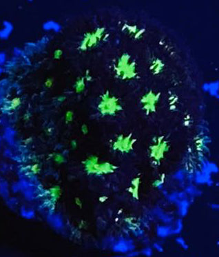 Acid Eye Leptastrea - Leptastrea Sp.