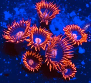 Aftershocks Zoanthids - Zoanthus sp.