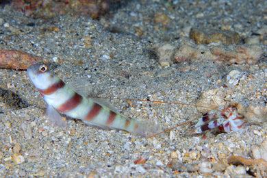 Orange Banded Prawn Goby (Steinitz Goby)  (Amblyeleotris steinitzi)