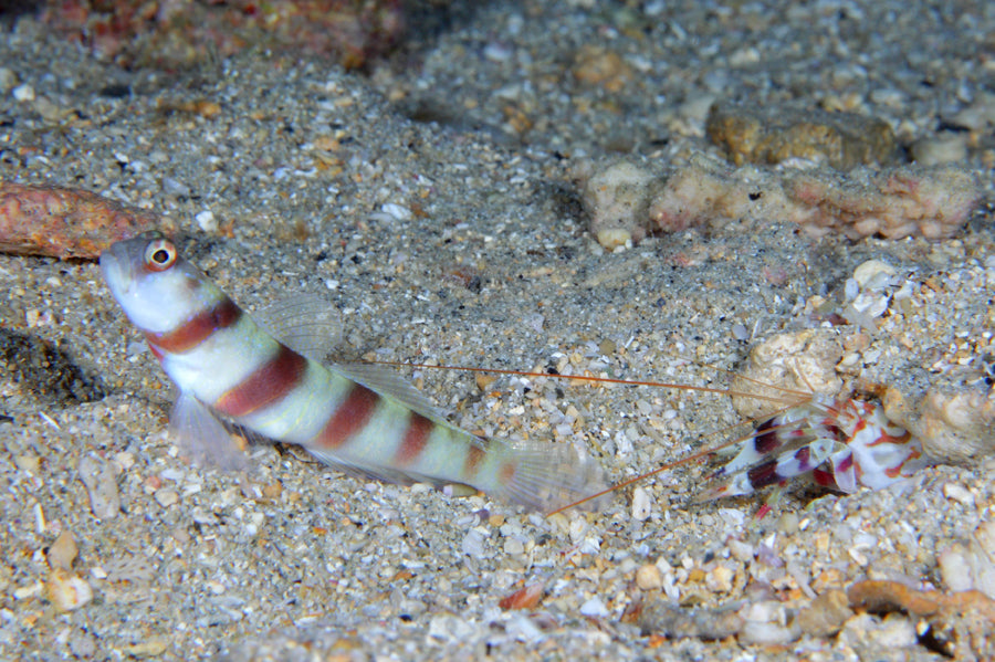 Orange Banded Prawn Goby (Steinitz Goby)  (Amblyeleotris steinitzi)