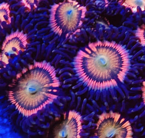 Aphrodite's Secret Zoanthids - Zoanthus sp.