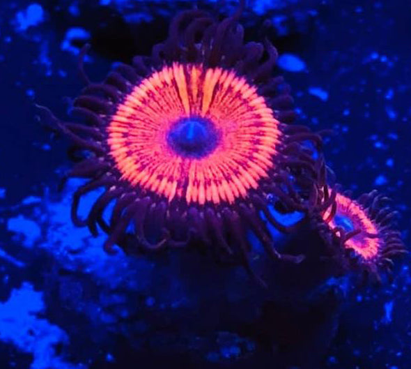 Armageddon Zoanthids - Zoanthus sp.