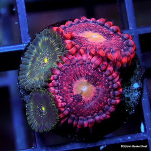 Atomic Blast Zoanthids - Zoanthus sp.