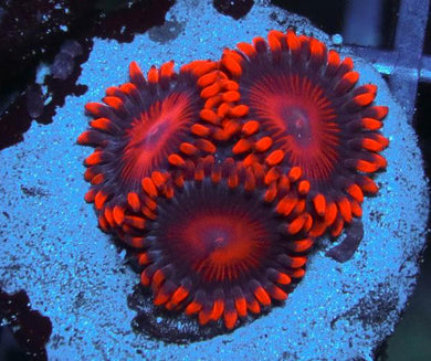 Bam Bam Zoanthids - Zoanthus sp.
