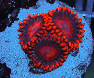 Bam Bam Zoanthids - Zoanthus sp.