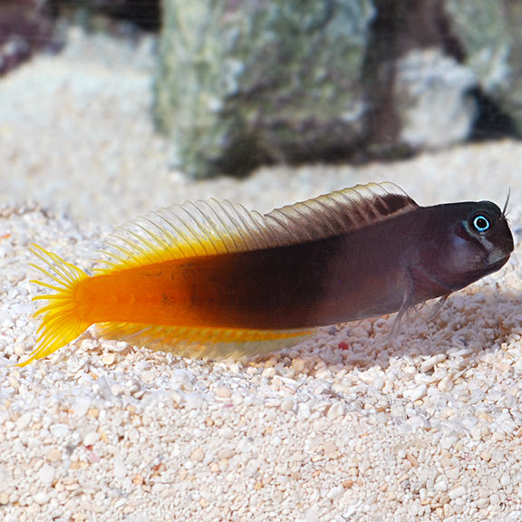Bicolor Blenny - (Ecsenius bicolor)