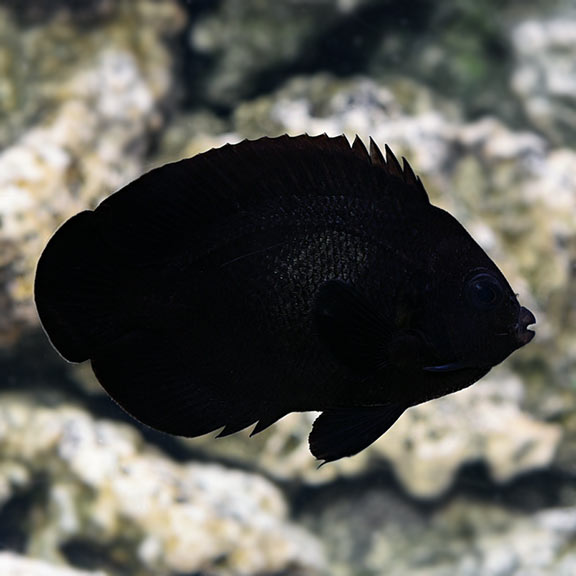 Black Nox (Midnight) Angelfish (Centropyge nox)