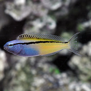 Blackline Blenny, Captive-Bred (Meiacanthus nigrolineatus)