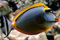 Blonde Naso Tang (Naso elegans)