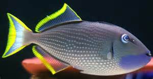 Blue (Bluejaw) Throat Triggerfish (Male) (Xanthichthys auromarginatus)