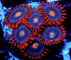 Blue Flame Zoanthids - Zoanthus sp.